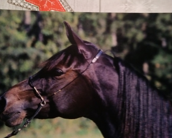 broodmare Djoumanah-Hafiza-Halima ox (Arabian purebred, 2001, from Haram Ibn Halima ox)