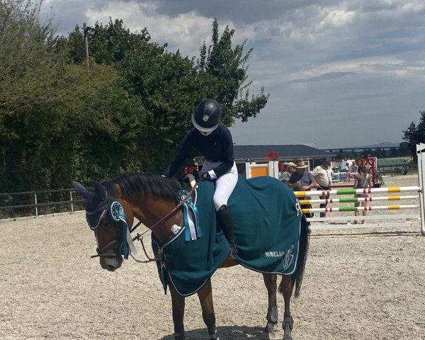 jumper Hermine la Habana (German Sport Horse, 2014, from Hermes de Lux)