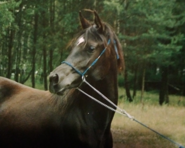 broodmare Desiree ox (Arabian purebred, 1987, from Haram Ibn Halima ox)