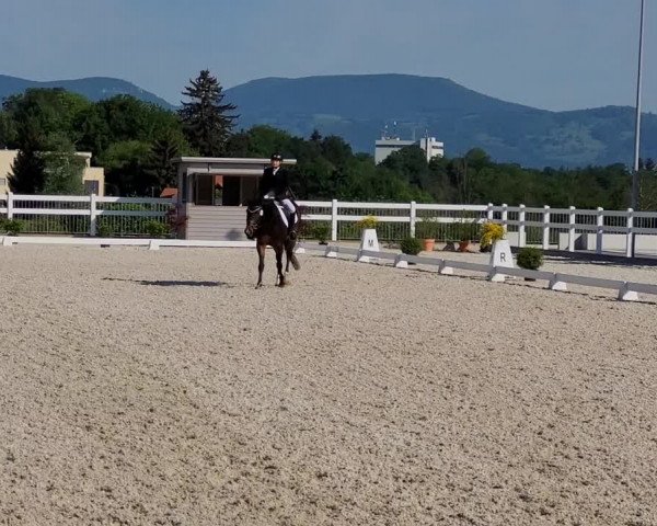 Video of Flipper II