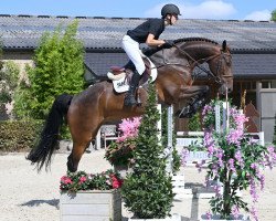 Pferd Leroy J. Gibbs Z (Westfale, 2016, von Levisto Z)