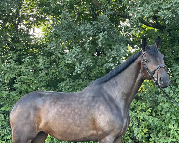 broodmare Image (Holsteiner, 2016, from Adagio de Talma)