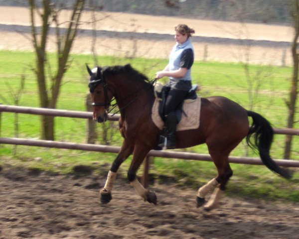 broodmare Lita 7 (KWPN (Royal Dutch Sporthorse), 1993, from Garanco)