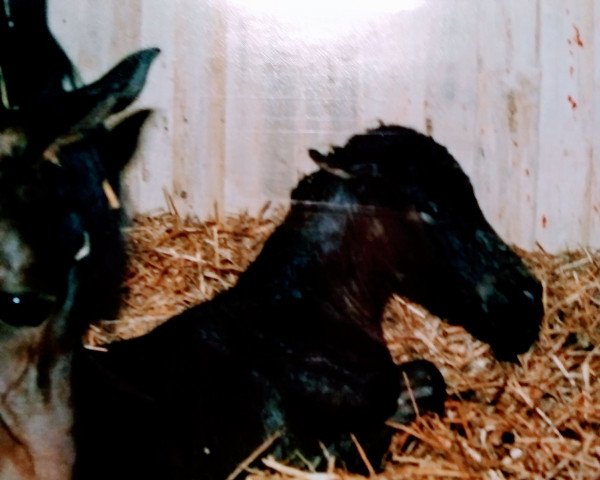 broodmare Dunjah-Hafiza-Halima ox (Arabian purebred, 1994, from Haram Ibn Halima ox)