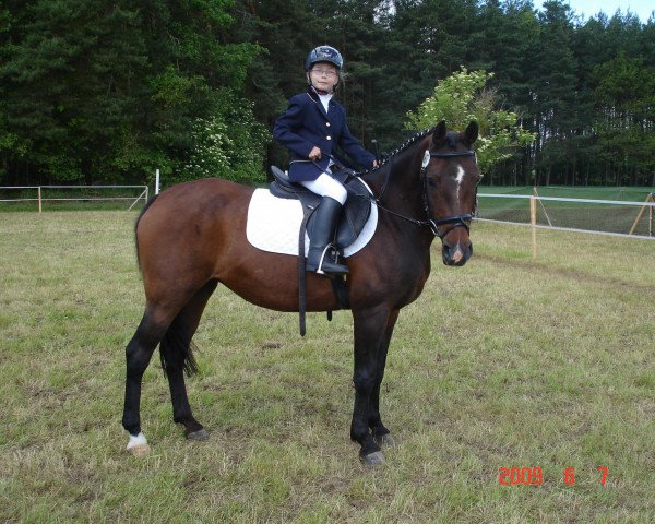 horse Batida de Coco (Austrian Reitpony, 1995)