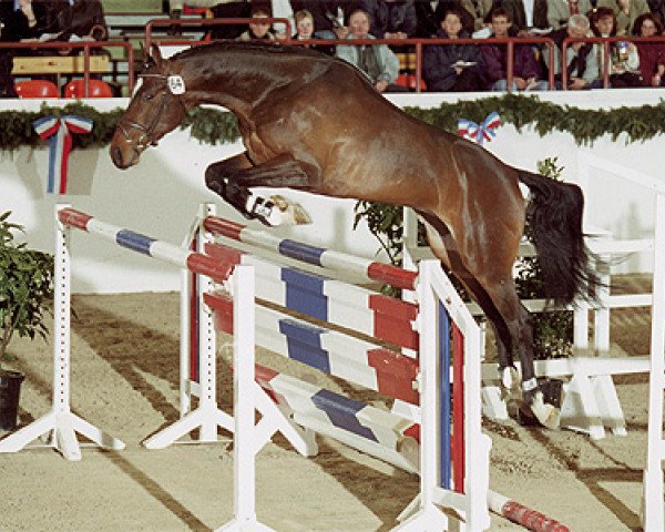 Deckhengst Paramount (Holsteiner, 1997, von Parco xx)