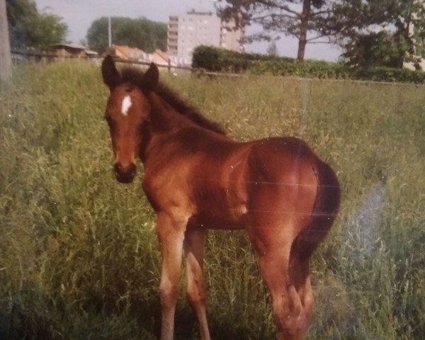 dressage horse Riana (German Warmblood, 1988, from Haram Ibn Halima ox)