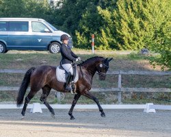 broodmare Donna O'Hara II (Hanoverian, 2016, from Diamond Hit)