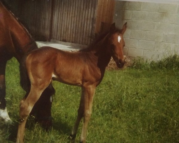 dressage horse Hennessy 42 (Hanoverian, 1993, from Haram Ibn Halima ox)