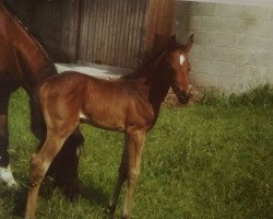 dressage horse Hennessy 42 (Hanoverian, 1993, from Haram Ibn Halima ox)