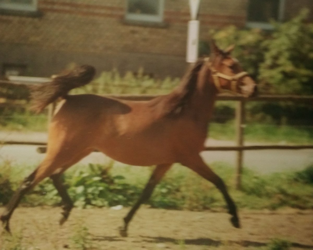 broodmare Hariya Samura ox (Arabian purebred, 1988, from Haram Ibn Halima ox)