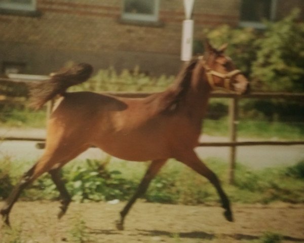 broodmare Hariya Samura ox (Arabian purebred, 1988, from Haram Ibn Halima ox)