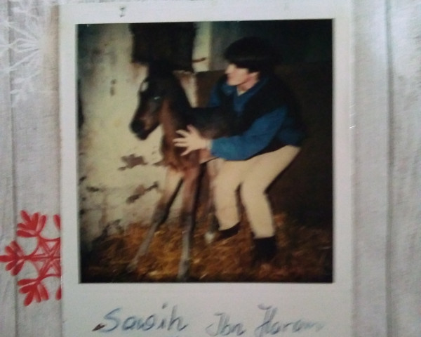horse Sawih Ibn Haram ox (Arabian purebred, 1986, from Haram Ibn Halima ox) horse Sawih Ibn Haram ox (Arabian purebred, 1986, from Haram Ibn Halima ox)