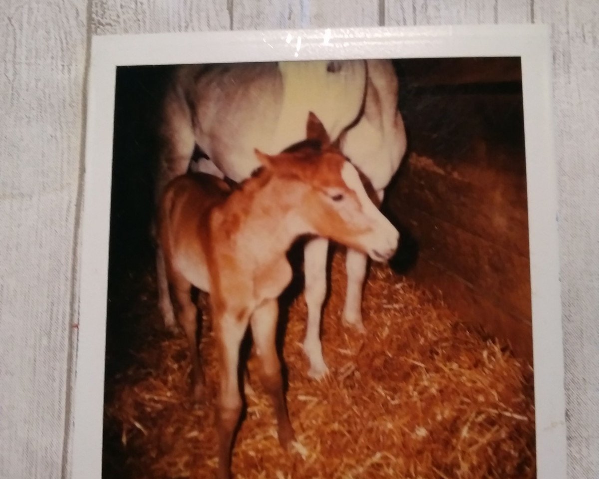 broodmare Ghalebah ox (Arabian purebred, 1986, from Haram Ibn Halima ox)
