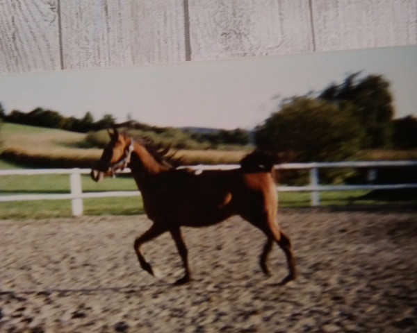 horse Shiras ox (Arabian purebred, 1987, from Haram Ibn Halima ox)
