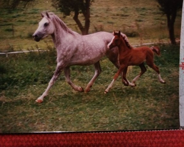Zuchtstute Sabiyah ox (Vollblutaraber, 1987, von Haram Ibn Halima ox)