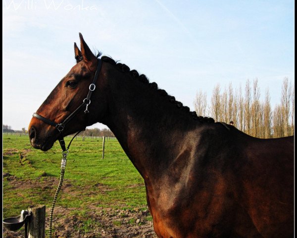 horse Willi Wonka (Hanoverian, 2005, from Wolkentanz I) horse Willi Wonka (Hanoverian, 2005, from Wolkentanz I)