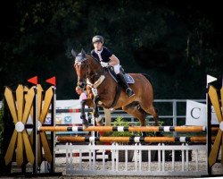 Springpferd Cristallo 11 (Westfale, 2005, von Calato)