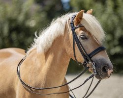dressage horse Stromer (Haflinger, 2000, from Sturmwind)
