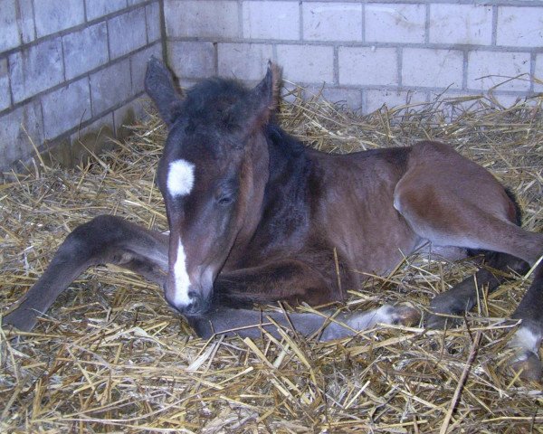horse Rhiannion DK (Westphalian, 2008, from Riccio)