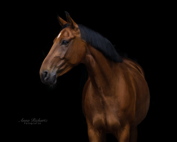 horse Butterblume 12 (Hanoverian, 2015, from Buckingham)