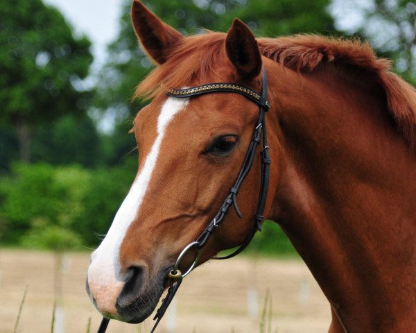 broodmare Wie Ria (Westphalian, 2004, from Weltmeyer) broodmare Wie Ria (Westphalian, 2004, from Weltmeyer)