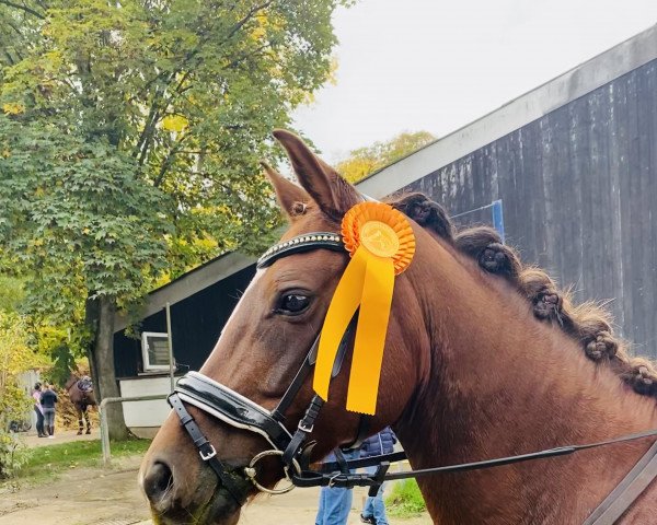 horse Stute von First Selection / Dashing Blade xx (Westphalian, 2017, from First Selection)