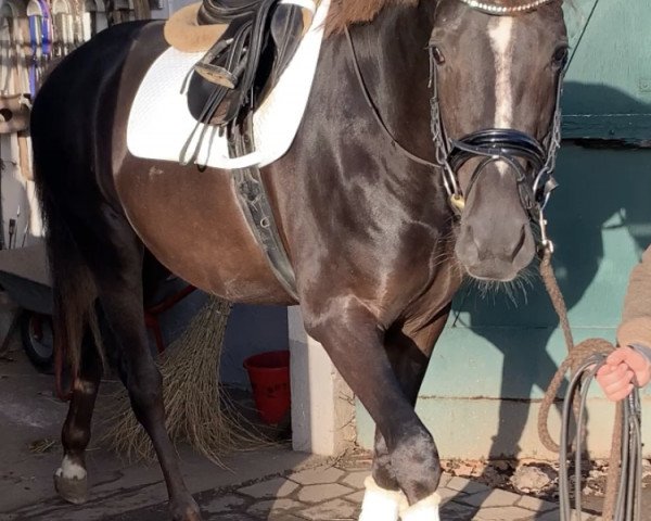 horse Lival Dream (Hanoverian, 2019, from Livaldon)