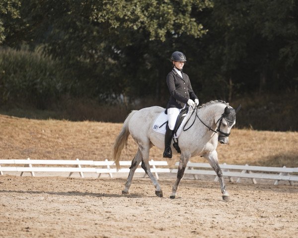 horse Dun Its Starshine (Quarter Horse, 2010, from R Sparkling Dun It)