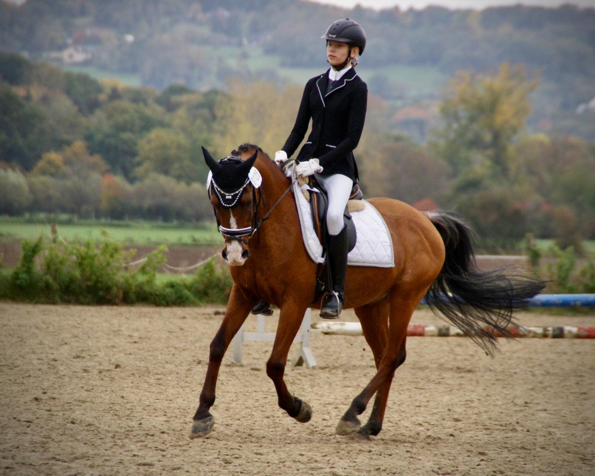 dressage horse Sunrise 1999 ox (Arabian purebred, 1999, from Aljczyk HT ox)