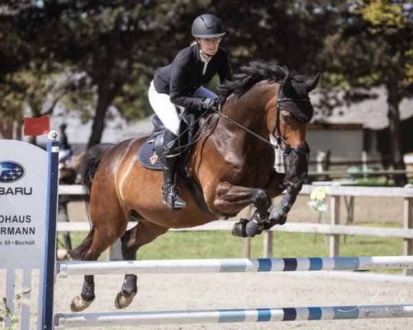 jumper Filiz Azra (Westphalian, 2010, from Flanagan)