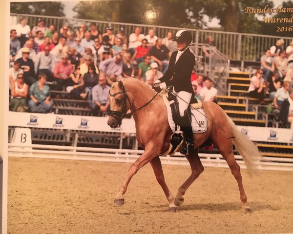stallion Graf Gustav 20 (German Riding Pony, 2013, from Hesselteichs Grimaldi)