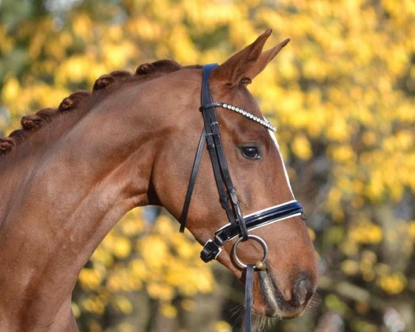 horse Glory Gold (Hanoverian, 2018, from Governor-Str)
