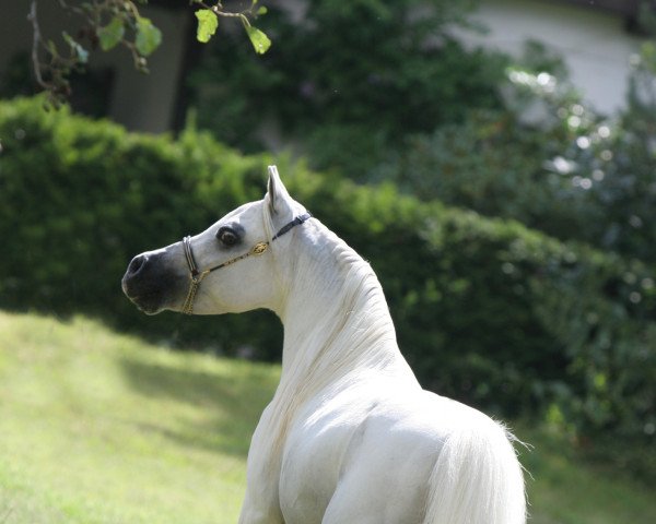 Deckhengst Grosshill ek creation genesis (American Miniature Horse,  , von NFC Egyptian Kings Creation)