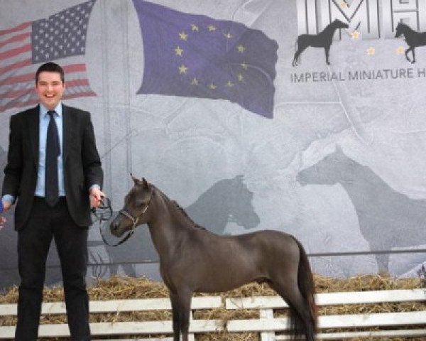 Pferd Moritzbergs Fancy Major (American Miniature Horse,  , von Millenium Mischiefs Infinity)