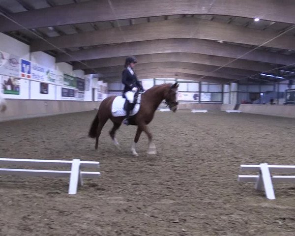 Reitturnier Rhede 2023