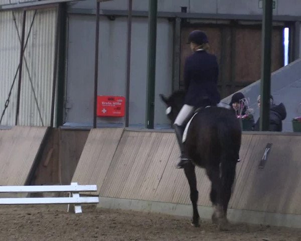 Reitturnier Rhede 2023