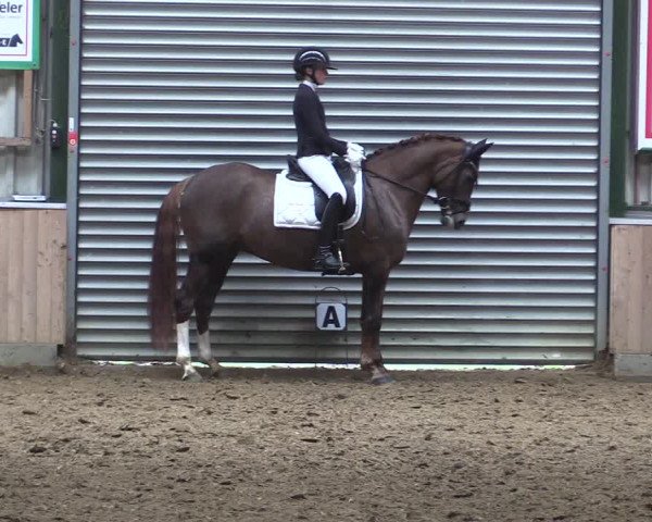 Reitturnier Rhede 2023