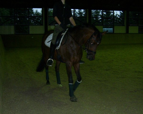 jumper Tiffany XIV (Trakehner, 1999, from Polarpunkt)