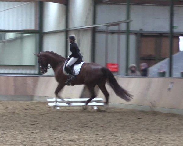 Reitturnier Rhede 2023
