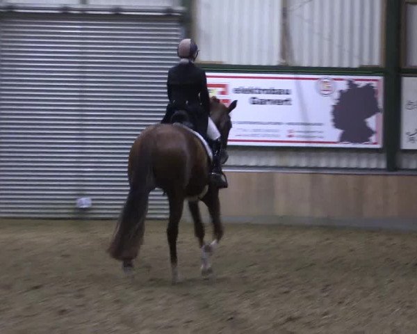 Reitturnier Rhede 2023