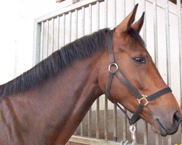 jumper Rahmannshof Cornet (Westphalian, 2004, from Cornet Obolensky)