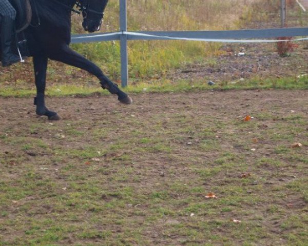 jumper Rumina (Hanoverian, 2004, from Rubinstein I)
