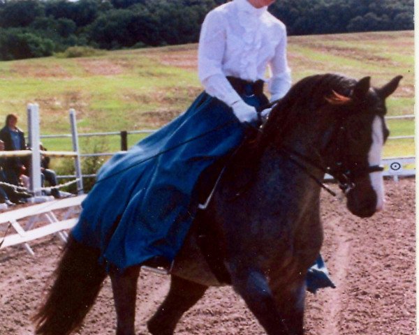 broodmare Ganschows Normandie (German Riding Pony, 2000, from Top Nordpol)