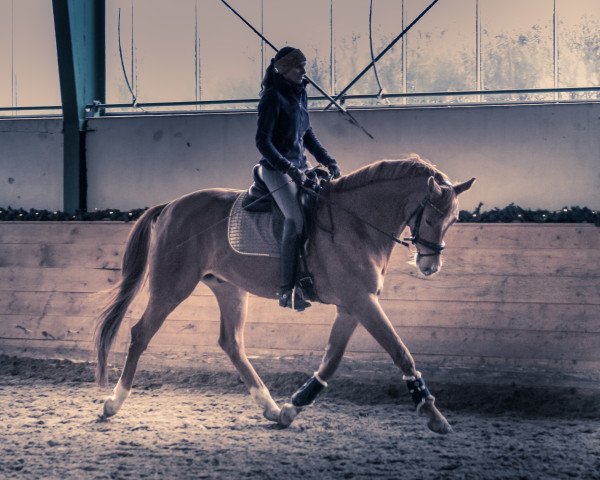 stallion Mercury Lk (Austrian Warmblood, 2018, from Morricone)