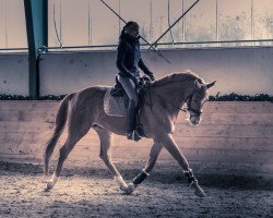 stallion Mercury LK (Austrian Warmblood, 2018, from Morricone)