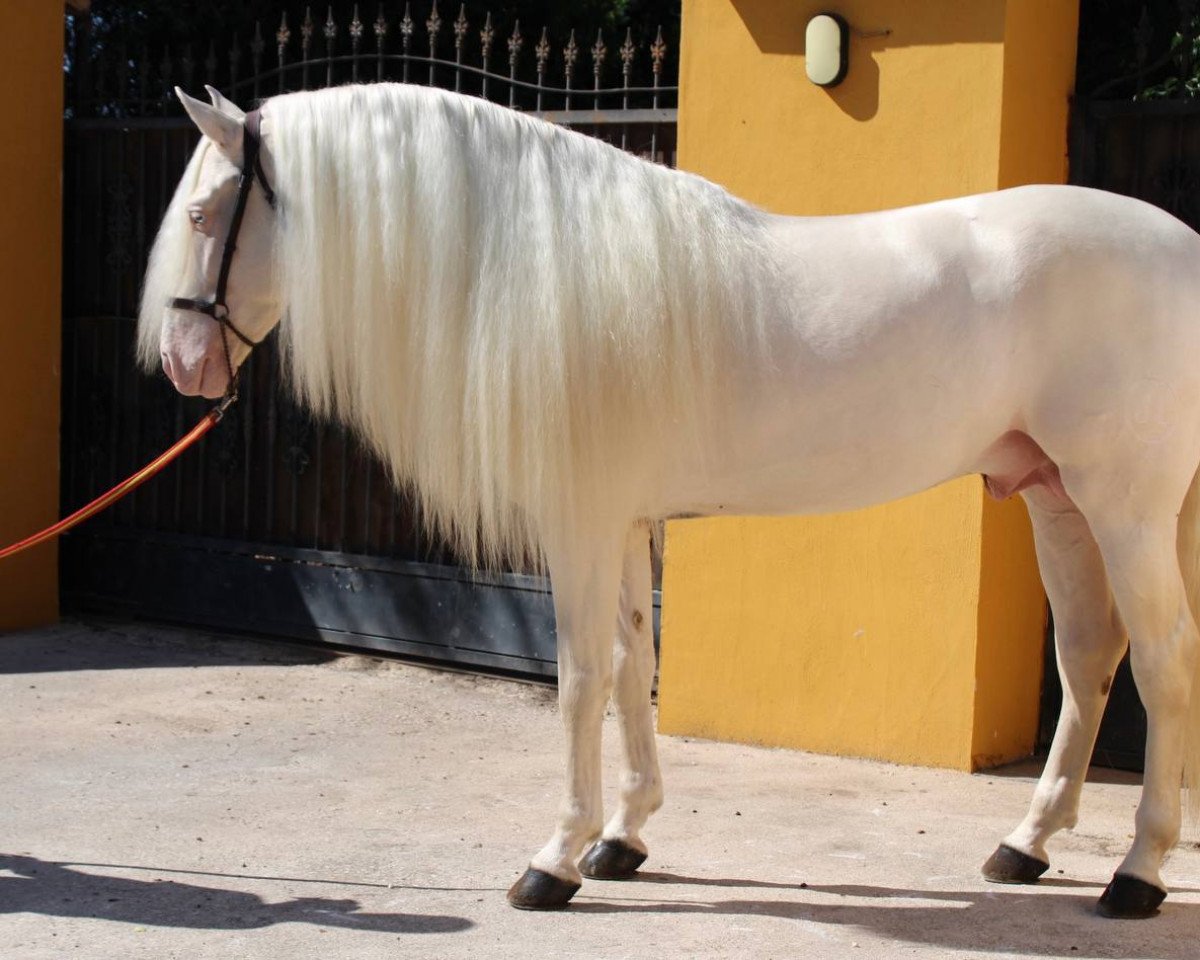 Pferd Kefir (Pura Raza Espanola (PRE), 2022)