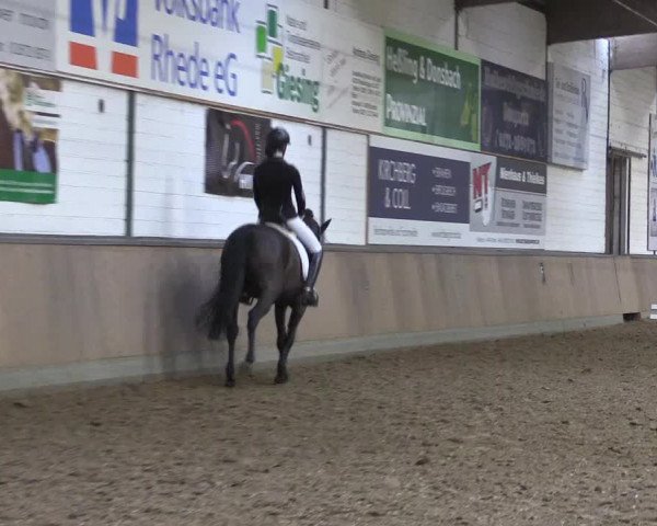 Reitturnier Rhede 2023