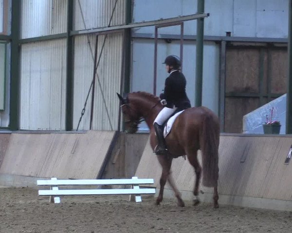 Reitturnier Rhede 2023