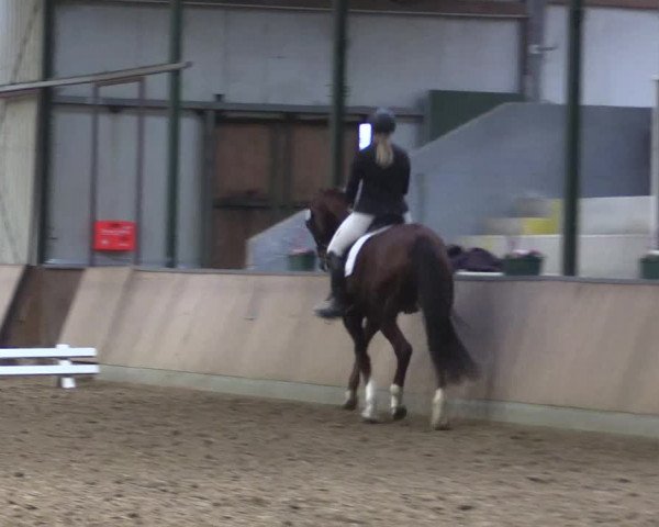 Reitturnier Rhede 2023